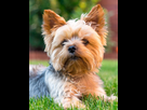 https://image.noelshack.com/fichiers/2022/19/3/1652293314-yorkshire-terrier.jpg