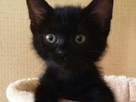 https://image.noelshack.com/fichiers/2022/19/7/1652643392-1637243847-chatonserviette.jpg
