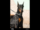 https://image.noelshack.com/fichiers/2022/20/2/1652778985-belle-brune-de-race-dobermann-dog-sitting-champion-a-l-exterieur-pb9m2n.jpg