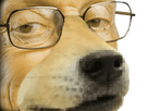 https://image.noelshack.com/fichiers/2022/20/6/1653094227-larry-doge-2sreup.png