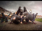 https://image.noelshack.com/fichiers/2022/21/3/1653434215-gangster-pigeons-by-destiny3000-d8bypgw-3742466226.jpg