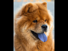 https://image.noelshack.com/fichiers/2022/21/3/1653498821-chow-chow.jpg