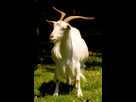 https://image.noelshack.com/fichiers/2022/21/3/1653508874-1200px-a-white-irish-goat.jpg