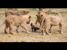 https://image.noelshack.com/fichiers/2022/21/7/1653779797-un-ratel-a-reussi-a-battre-huit-lions-au-kenya.jpg