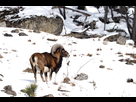 https://image.noelshack.com/fichiers/2022/22/3/1654052953-male-mouflon.jpg