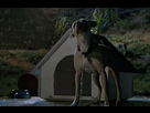 https://image.noelshack.com/fichiers/2022/22/7/1654466080-ben-dog-1.png