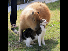 https://image.noelshack.com/fichiers/2022/23/1/1654538699-capybara.jpeg