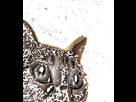 https://image.noelshack.com/minis/2022/23/2/1654602158-cat-insane.png