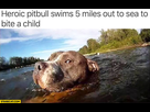 https://image.noelshack.com/fichiers/2022/24/2/1655243066-heroic-pitbull-swims-5-miles-out-to-the-sea-to-bite-a-child.jpg