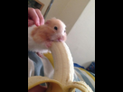 https://image.noelshack.com/fichiers/2022/24/4/1655396163-hamster-hamster-with-banana-favim-com-6601015.jpg