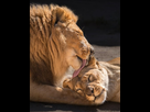 https://image.noelshack.com/fichiers/2022/26/1/1656329119-0-la-zoo-lion-couple.jpg