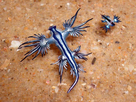 https://image.noelshack.com/fichiers/2022/26/1/1656329219-glaucus-atlanticus.jpg