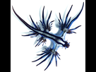 https://image.noelshack.com/fichiers/2022/26/1/1656329233-1200px-glaucus-atlanticus-1-cropped.jpg