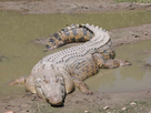 https://image.noelshack.com/fichiers/2022/26/1/1656336622-dde1d55180-50035955-800px-saltwatercrocodile-maximo.jpg