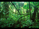 https://image.noelshack.com/fichiers/2022/26/2/1656427651-jungle.jpg