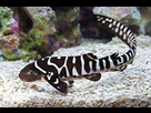 https://image.noelshack.com/fichiers/2022/26/4/1656611119-zebra-shark-baby-jpeg.jpeg