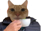 https://image.noelshack.com/fichiers/2022/26/5/1656712633-1647184032-1636670363-cafecat-1.png