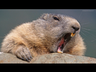 https://image.noelshack.com/fichiers/2022/26/7/1656801594-1123771-groundhog-day-wallpaper-1920x1080-htc.jpg