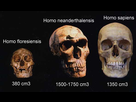 https://image.noelshack.com/fichiers/2022/27/1/1656969189-76ccff758afdd563cf22306877101db3-homo-floresiensis-anthropology.jpg