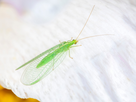https://image.noelshack.com/fichiers/2022/27/2/1656987376-common-green-lacewing.jpg