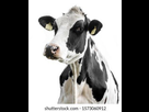 https://image.noelshack.com/fichiers/2022/27/3/1657127089-cow-on-white-background-isolated-260nw-1573060912.jpg