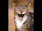 https://image.noelshack.com/fichiers/2022/27/3/1657136772-tabby-cat-laughing-39567146.jpg