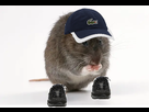 https://image.noelshack.com/fichiers/2022/27/5/1657279577-rattus-lacosticus.png