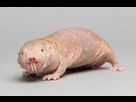 https://image.noelshack.com/fichiers/2022/27/5/1657315718-frb-rat-taupe-nu.jpg