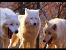 https://image.noelshack.com/fichiers/2022/29/1/1658144828-loup-lol.png