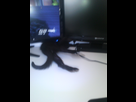 https://image.noelshack.com/fichiers/2022/29/2/1658226510-cat2.jpg