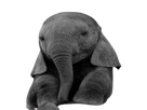 https://image.noelshack.com/fichiers/2022/29/3/1658342600-elephant1-removebg-preview.png