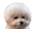 https://image.noelshack.com/fichiers/2022/29/3/1658342709-bichon-removebg-preview.png