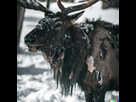 https://image.noelshack.com/fichiers/2022/29/6/1658611017-dall-e-2022-07-23-23-15-18-close-photo-of-a-wendigo-sigma-85-mm-f-1-4.jpg