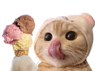 https://image.noelshack.com/fichiers/2022/29/7/1658678418-chat-glace-2.png