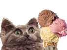 https://image.noelshack.com/fichiers/2022/29/7/1658680898-1658679725-chat-glace-7.png