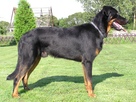 https://image.noelshack.com/fichiers/2022/30/3/1658948716-beauceron-adulte-debout-sur-l-herbe.jpg