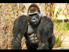 https://image.noelshack.com/fichiers/2022/30/7/1659288497-steroid-gorilla.jpg