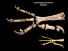 https://image.noelshack.com/fichiers/2022/31/4/1659592063-harpagornis-claw-vs-eagle.png