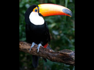 https://image.noelshack.com/fichiers/2022/31/5/1659723217-290px-ramphastos-toco-1.jpg