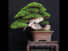 https://www.noelshack.com/2022-31-5-1659727335-yamadori.jpg