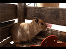 https://image.noelshack.com/fichiers/2022/32/4/1660248557-young-capybara-hydrochoerus-hydrochaeris-kept-in-ribanceira-farm-marajo-island-para.png