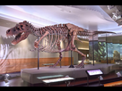https://image.noelshack.com/fichiers/2022/32/5/1660314827-800px-fmnh-sue-trex.jpg
