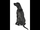 https://image.noelshack.com/fichiers/2022/32/6/1660378169-mixed-breed-black-dog-showing-260nw-288421577-copie.jpg