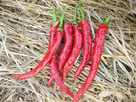 https://image.noelshack.com/fichiers/2022/33/1/1660518262-graines-piment-cayenne.jpg