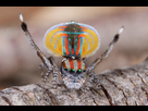 https://www.noelshack.com/2022-33-4-1660851254-araignee-paon-maratus-volans.jpg