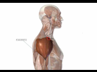 https://image.noelshack.com/fichiers/2022/33/6/1660984564-deltoide-epaule-muscle-profil-anatomie-1024x713.jpg