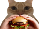 https://image.noelshack.com/fichiers/2022/33/7/1661047623-burger-chat.png