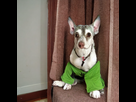 https://image.noelshack.com/fichiers/2022/34/4/1661405043-grigri-is-sad-in-his-tiny-appartment.png