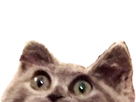 https://image.noelshack.com/fichiers/2022/35/1/1661789660-full.png