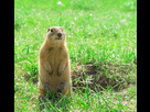 https://image.noelshack.com/fichiers/2022/35/3/1661948434-1280-547035416-gopher-standing-groundhog.jpg